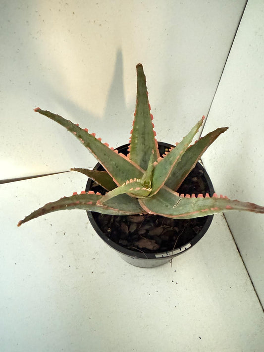 Aloe Orange Glow 100mm Pot Size-Bare Root
