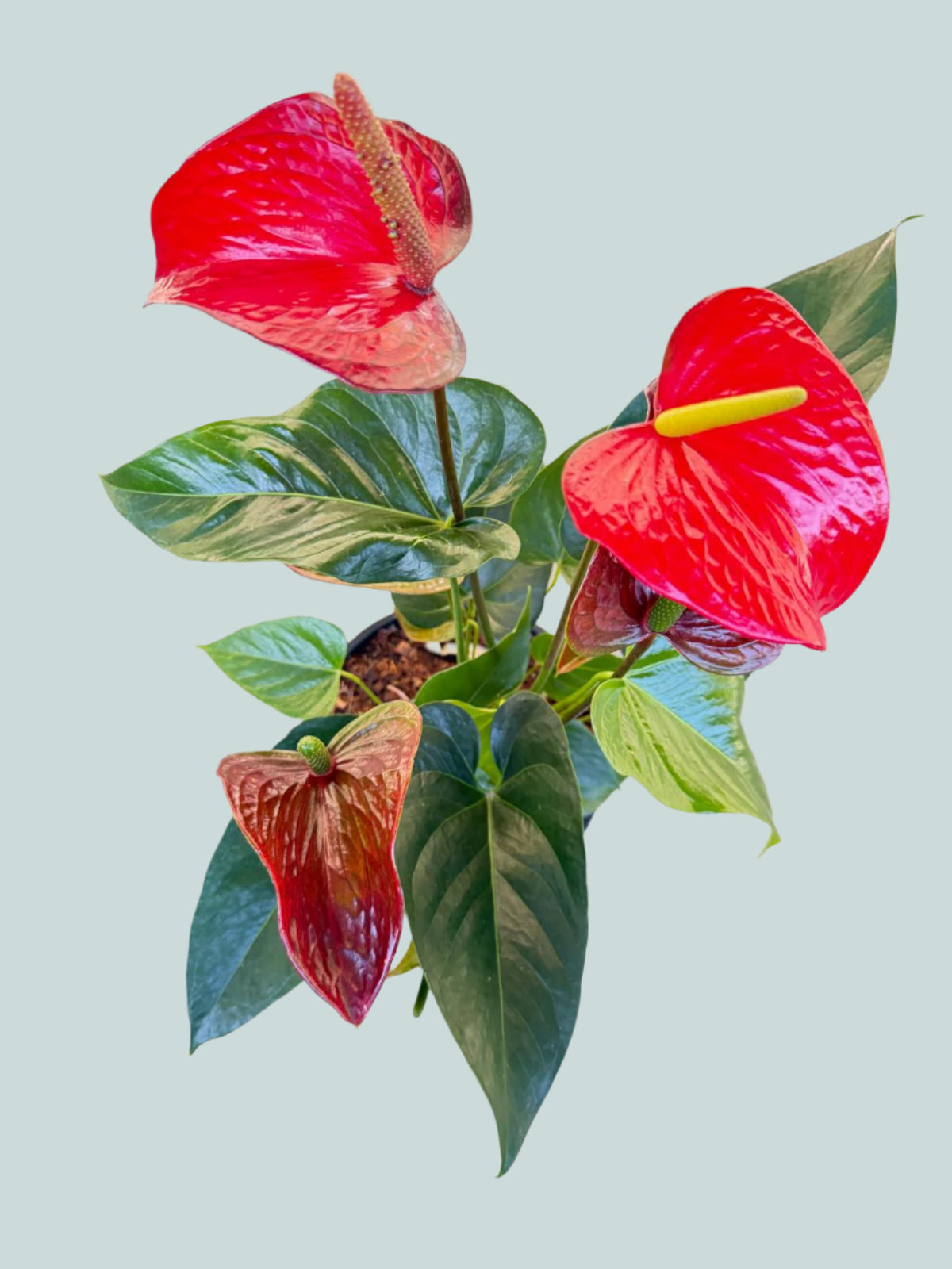 anthurium bullatus Buy Anthurium 'Redbull'