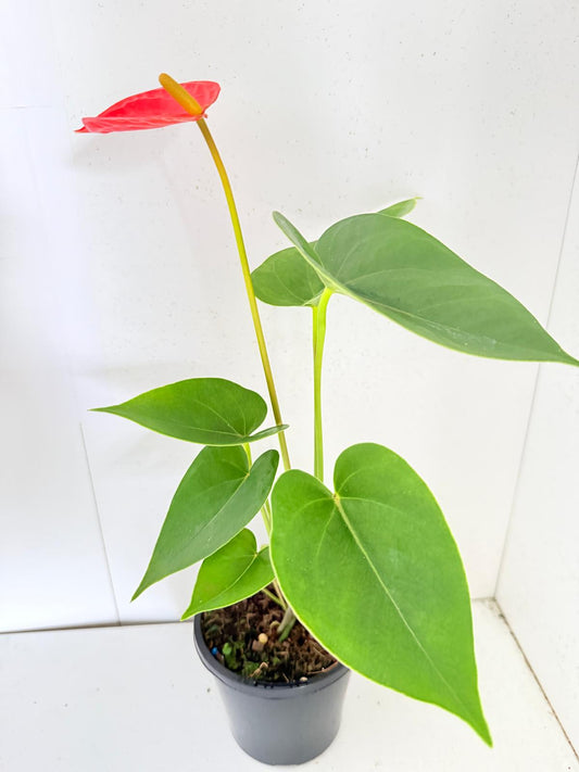 Anthurium Sienna Orange 100mm pot size plant- with pot