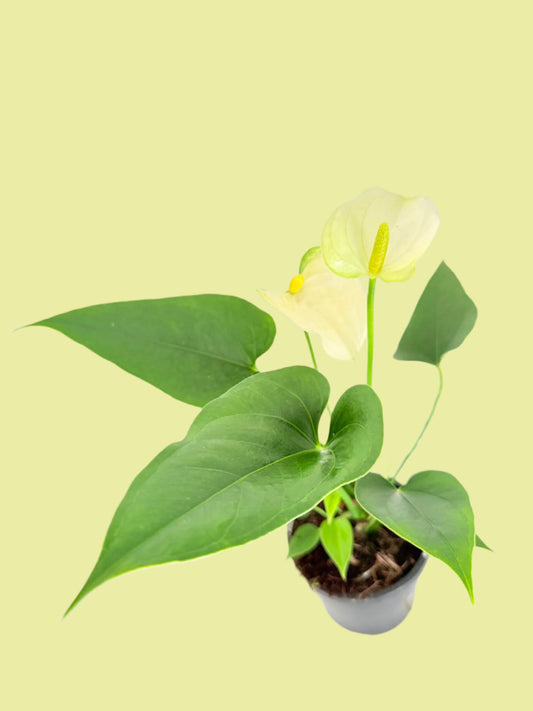 Anthurium Prisinto white 100mm pot size plant- with pot