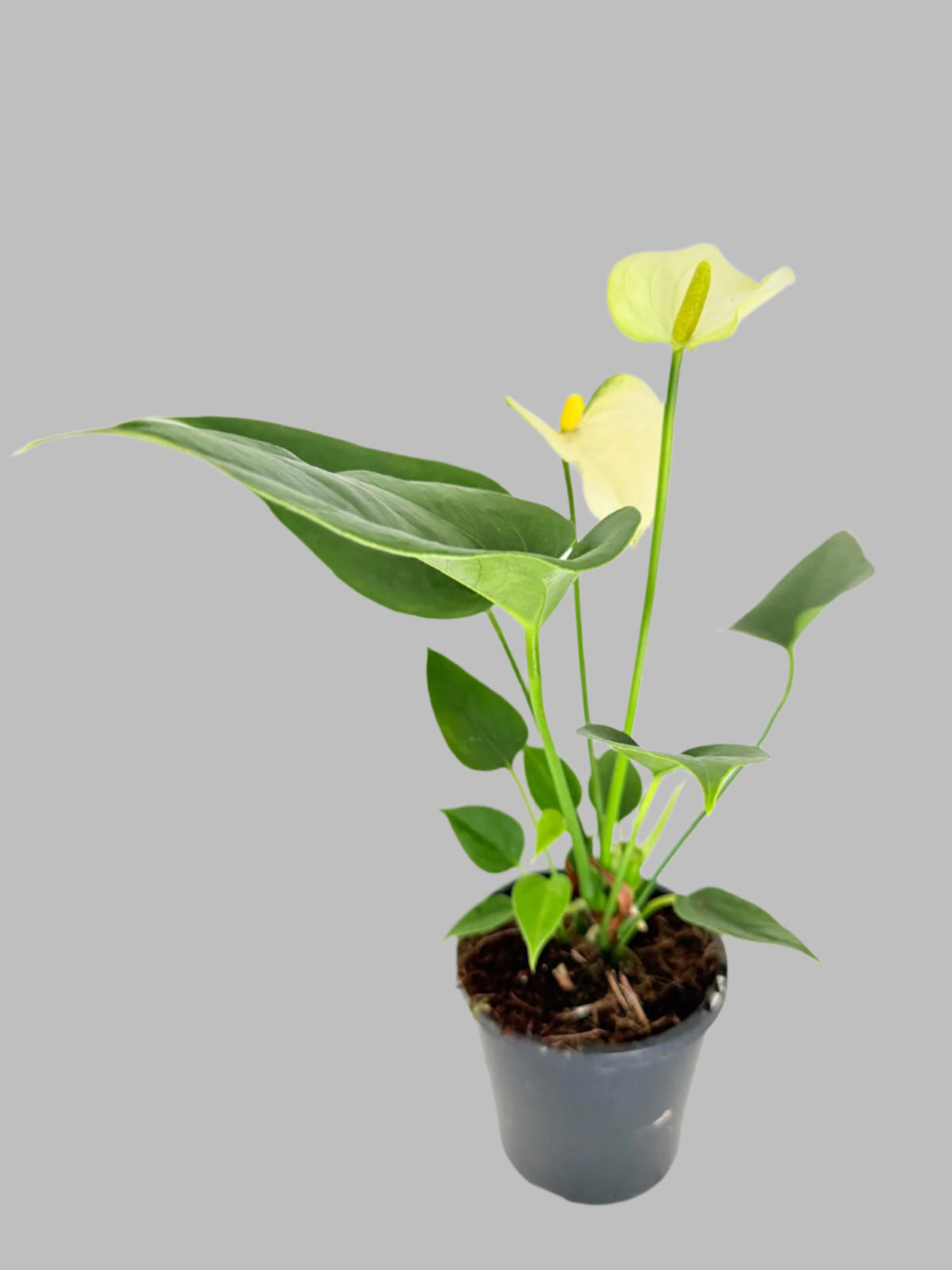 anthurium zig zag Buy Anthurium 'Pristino White'