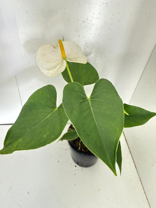 Anthurium Samora white 100mm pot size plant bare root