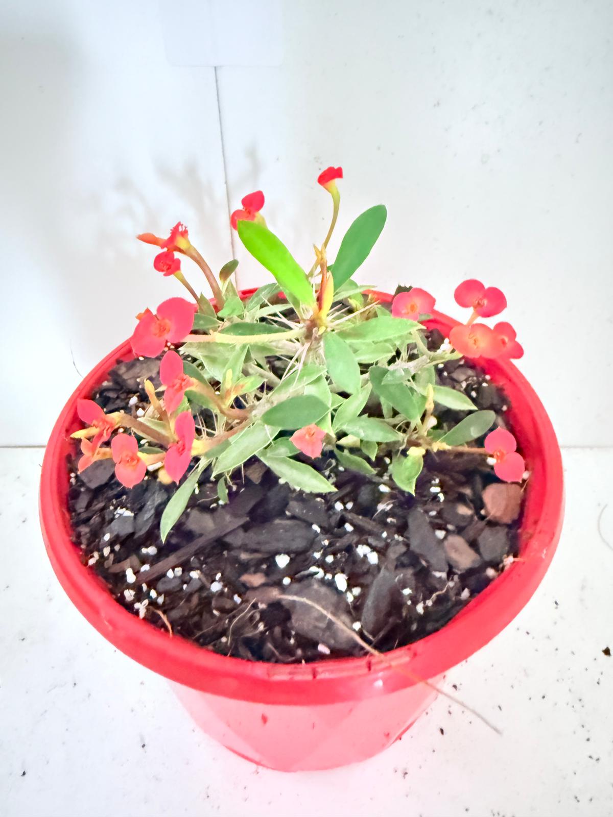 Euphobia Milli Prostrate-130mm