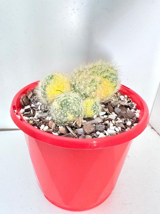Rubutia Variegated #56