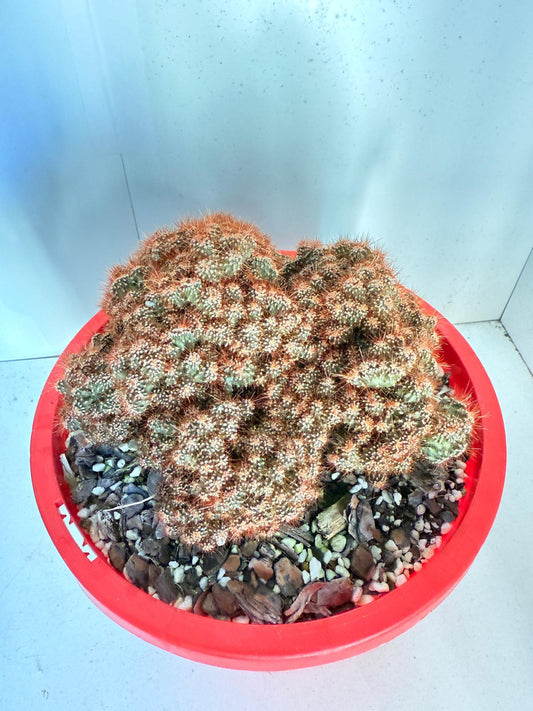 Cereus Monstrose #74