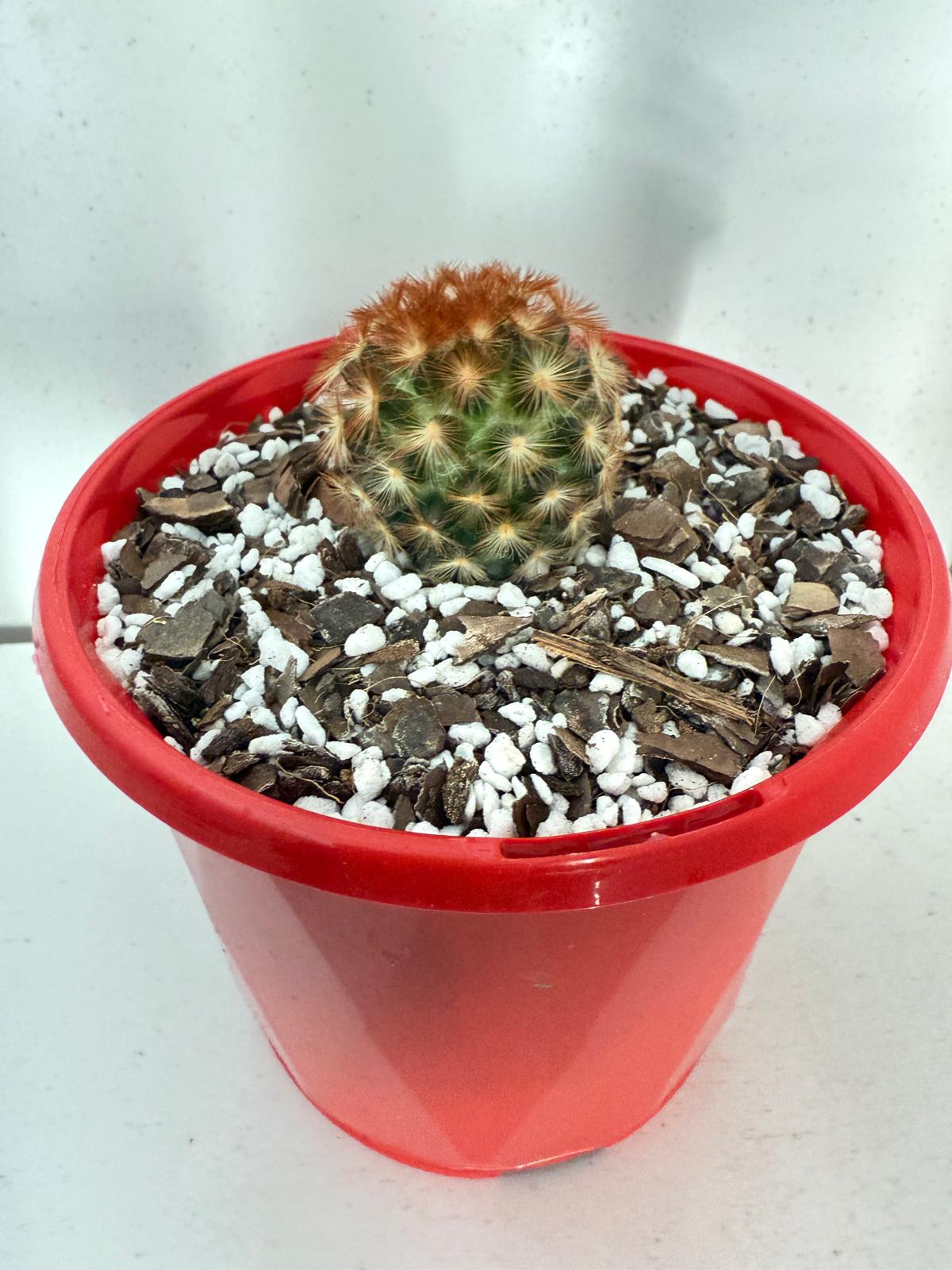 Cacti - Pincushion Cactus Mammillaria Carmenea -130mm