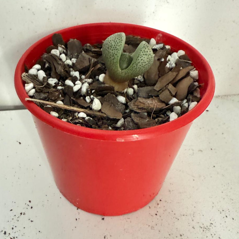 Pleiospilos nelii - Split Rock - 80mm