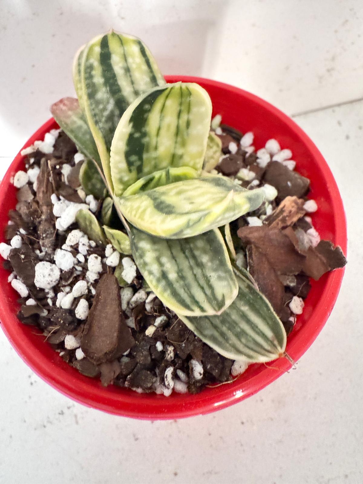 Gasteria Special Variegated 80mm