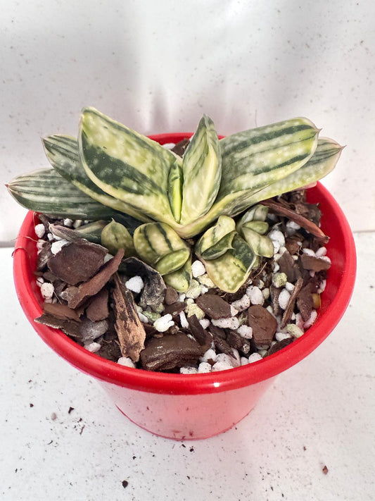 Gasteria Special Variegated 80mm
