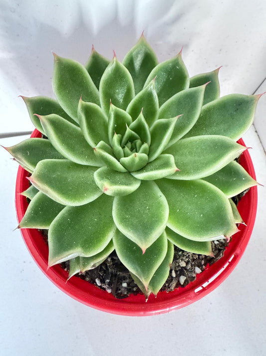 Echeveria Everly 130mm pot size plant - bare root