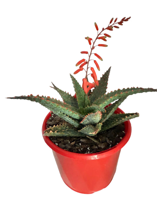 Aloe Viper 130mm