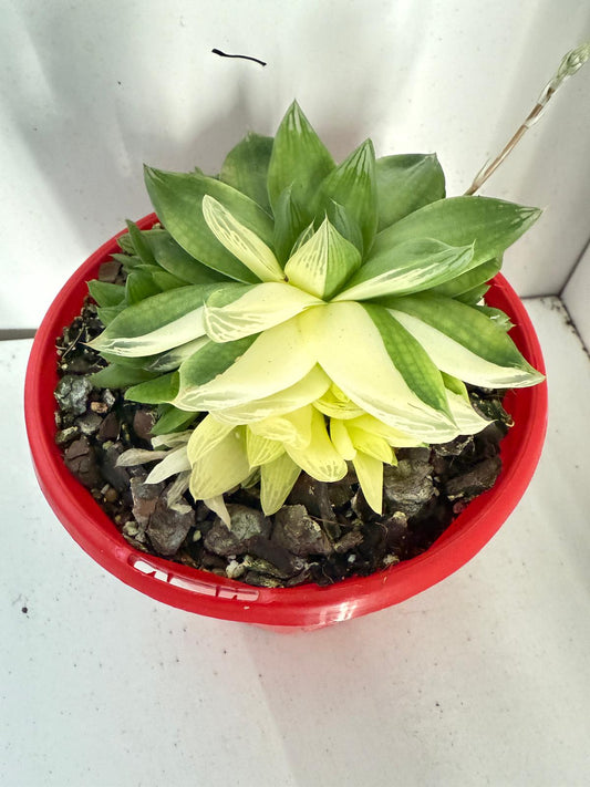 Haworthia Cymbiformis Variegated #202