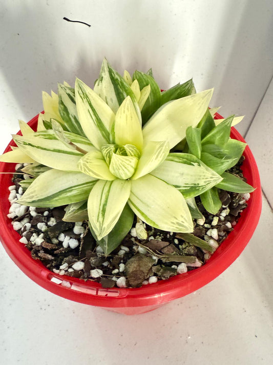 Haworthia Cymbiformis Variegated #205