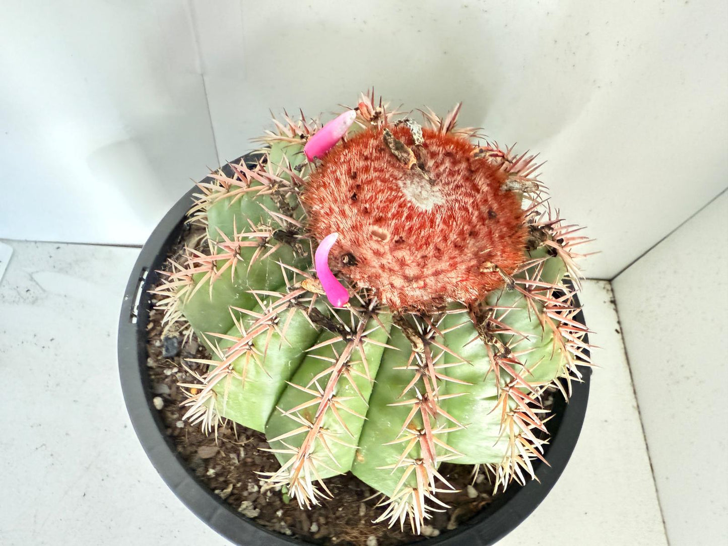 Cacti - Melocactus Salvadoransis Turk's Cap- Advanced Plant - 7 Years Old - 210mm Pot Size