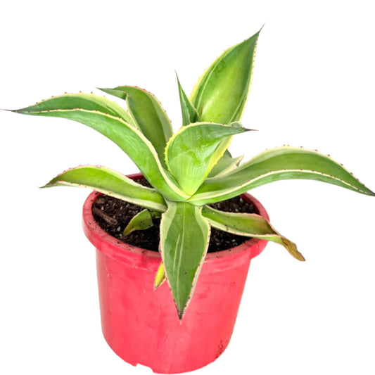 Agave celsii ‘Variegata’