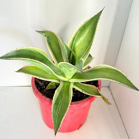 Agave celsii ‘Variegata’ – Striking Architectural Foliage with Bold Contrast