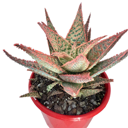 Aloe Hybrid Lynx 130mm