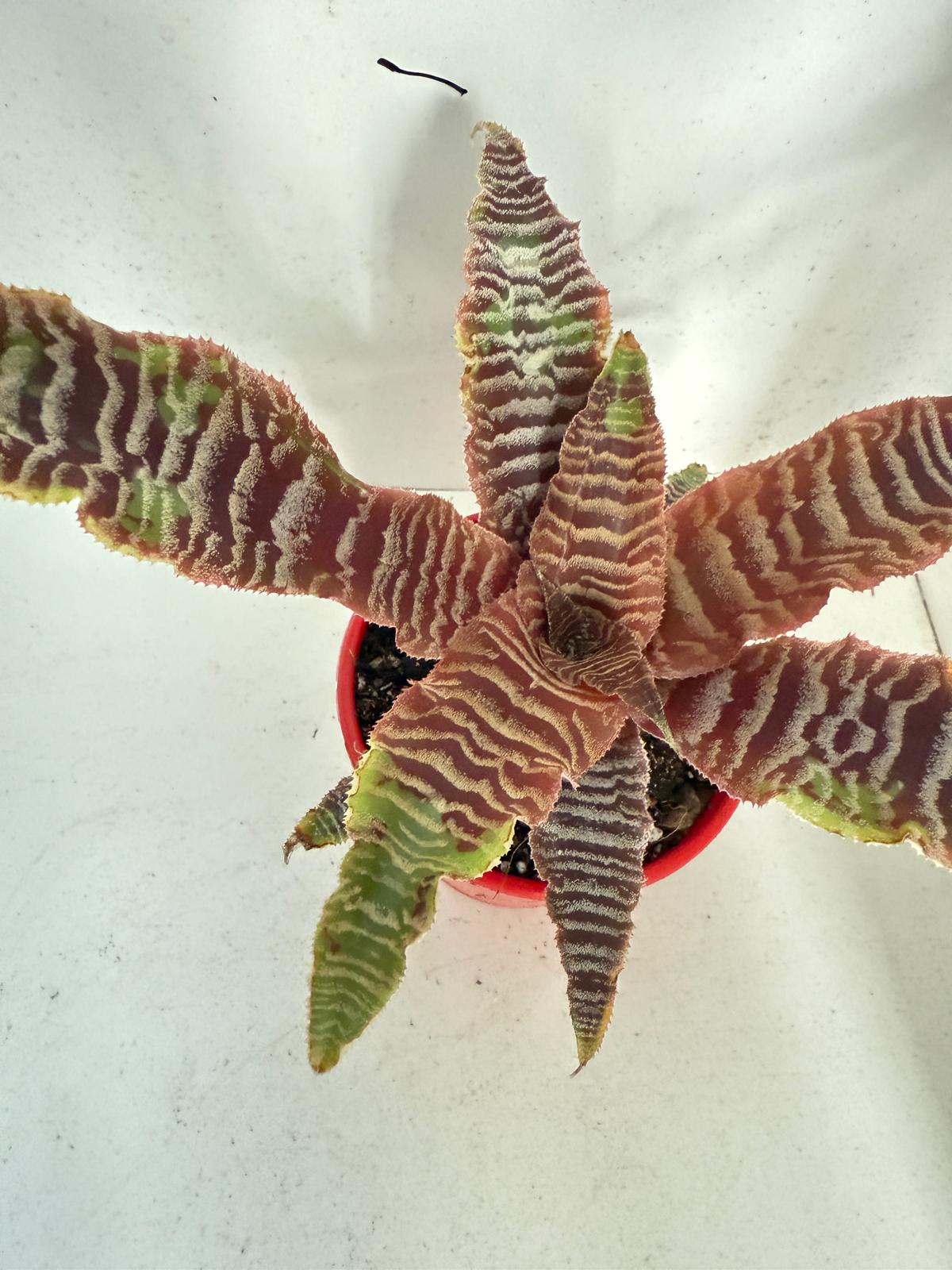 Crypatanthus Zonatus 130mm