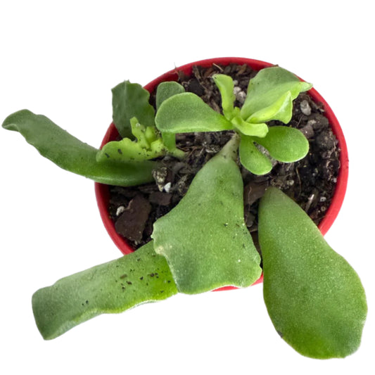 Adromischus cristatus 80mm