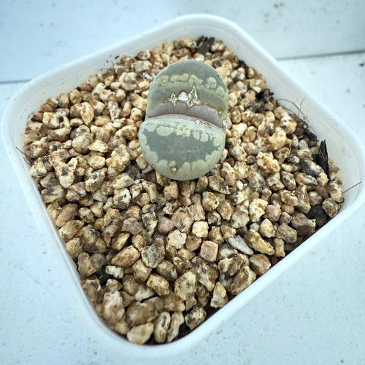Lithop Otzeniana 60mm - With pot