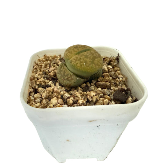Lithop Aucampiae 60mm - With pot