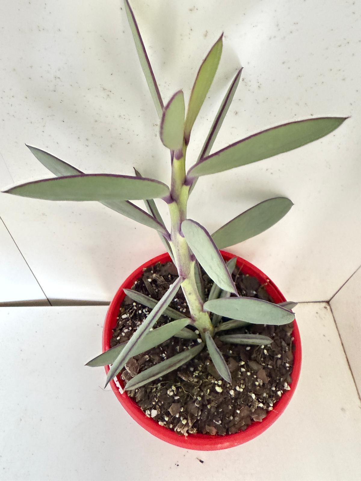 Senecio Crassicautrs ( Vertical Leaf Senecio) 130mm