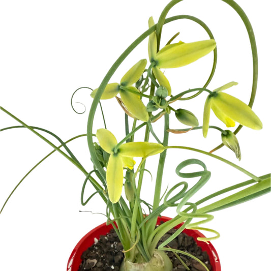 Albuca spiralis – Large Leaf Form- 140mm