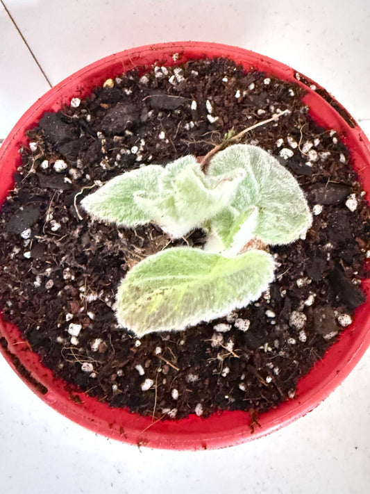 Brazilian Edelweiss-130mm pot Size