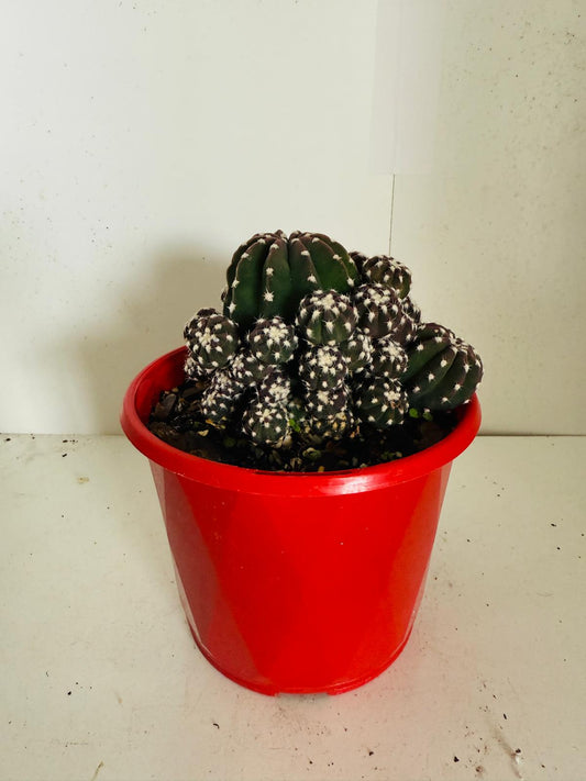 Echinopsis subdenudata var. Compacta #109 – Button Cactus- 130mm