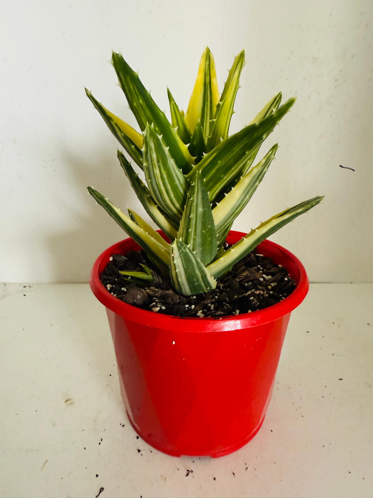 Aloe Hybrid Mitriformis