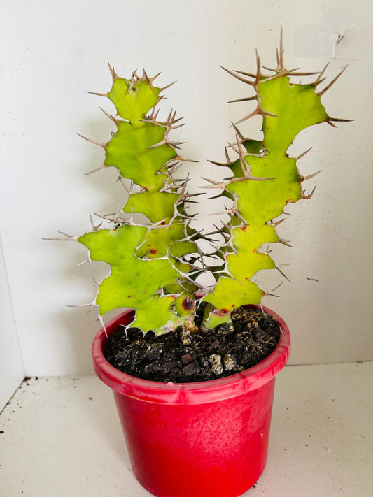 Euphorbia Grandicornus #141