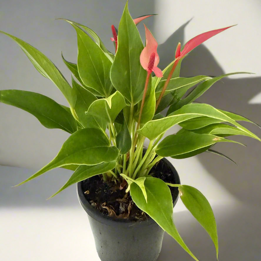 Anthurium pink and Lilly 100mm pot size plant- With pot