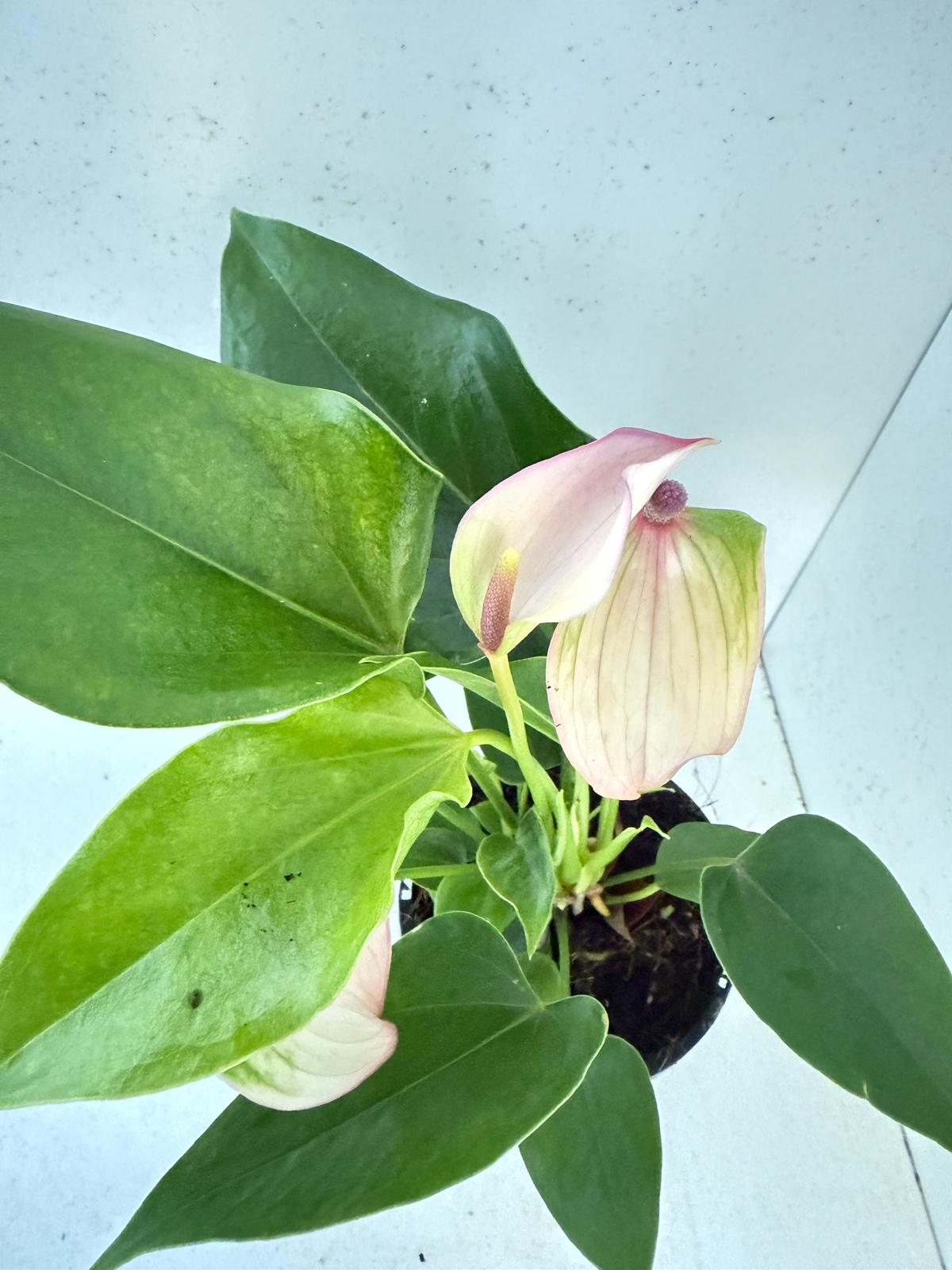 Anthurium Jolie Pulse White with Purple - 100mm with Pot