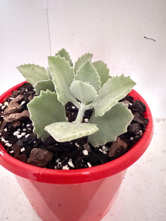 Kalanchoe millotii 130mm