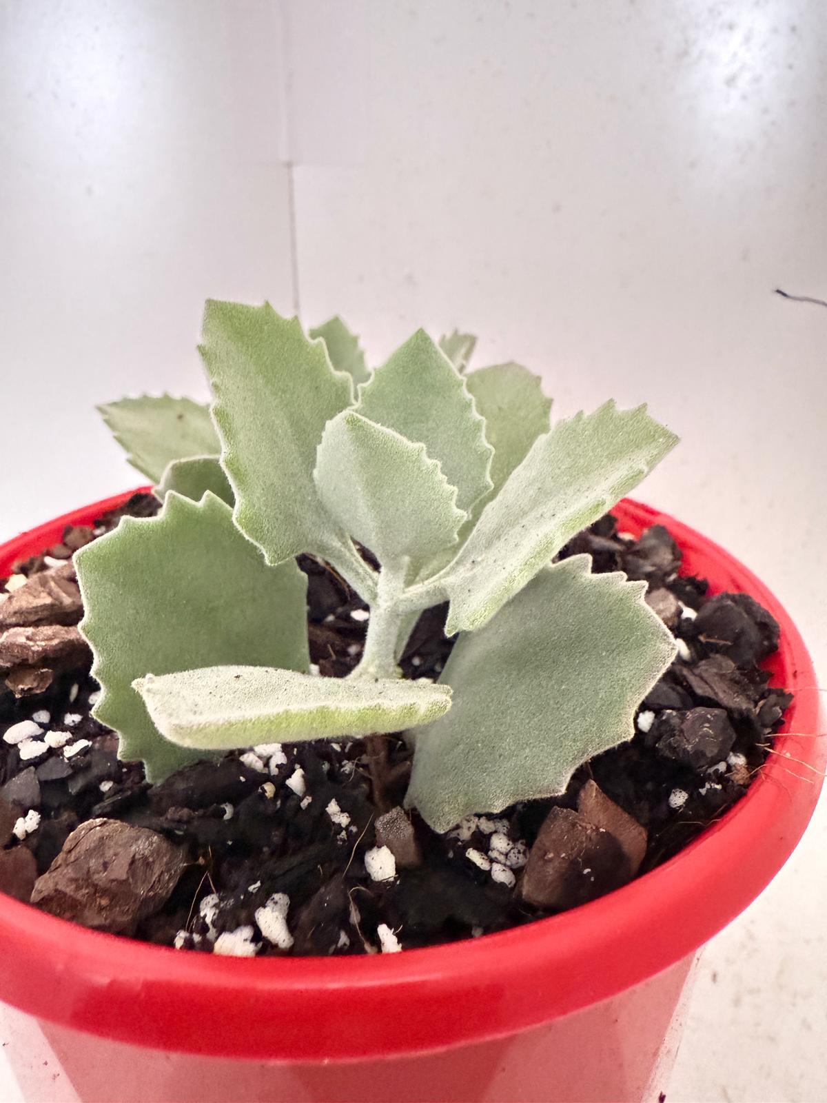 Kalanchoe millotii 130mm