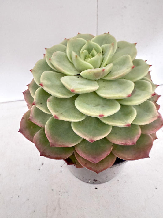 Echeveria Donna Anna 130mm Pot Size