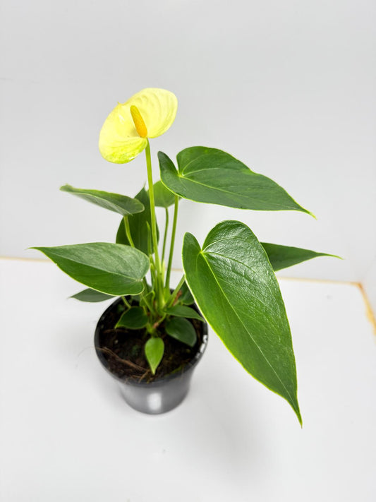 Anthurium Andraenum Vanila 100mm with pot