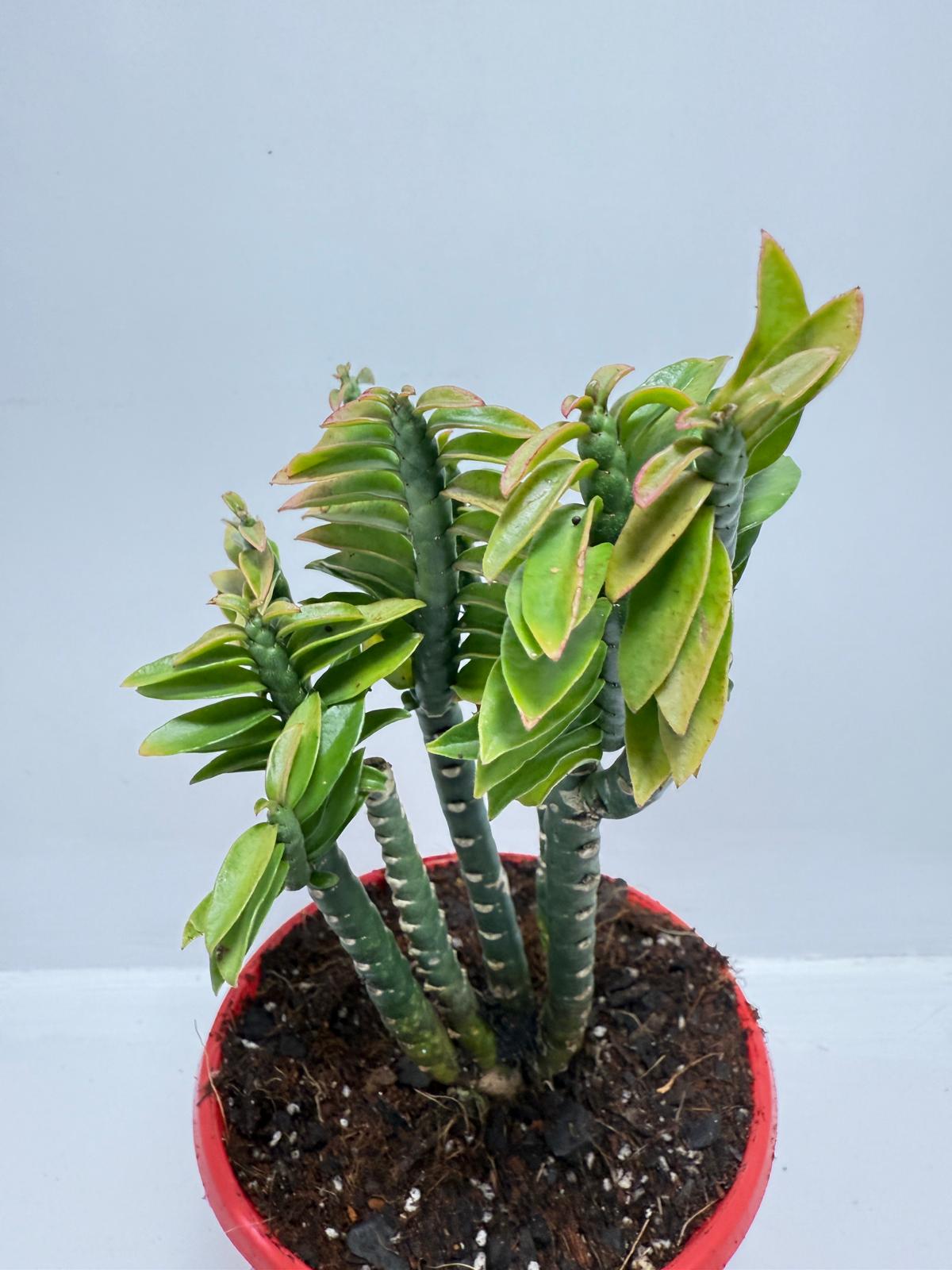 Euphorbia tithymaloides (formerly Pedilanthus) ‘Green Feather’ – 130mm pot size