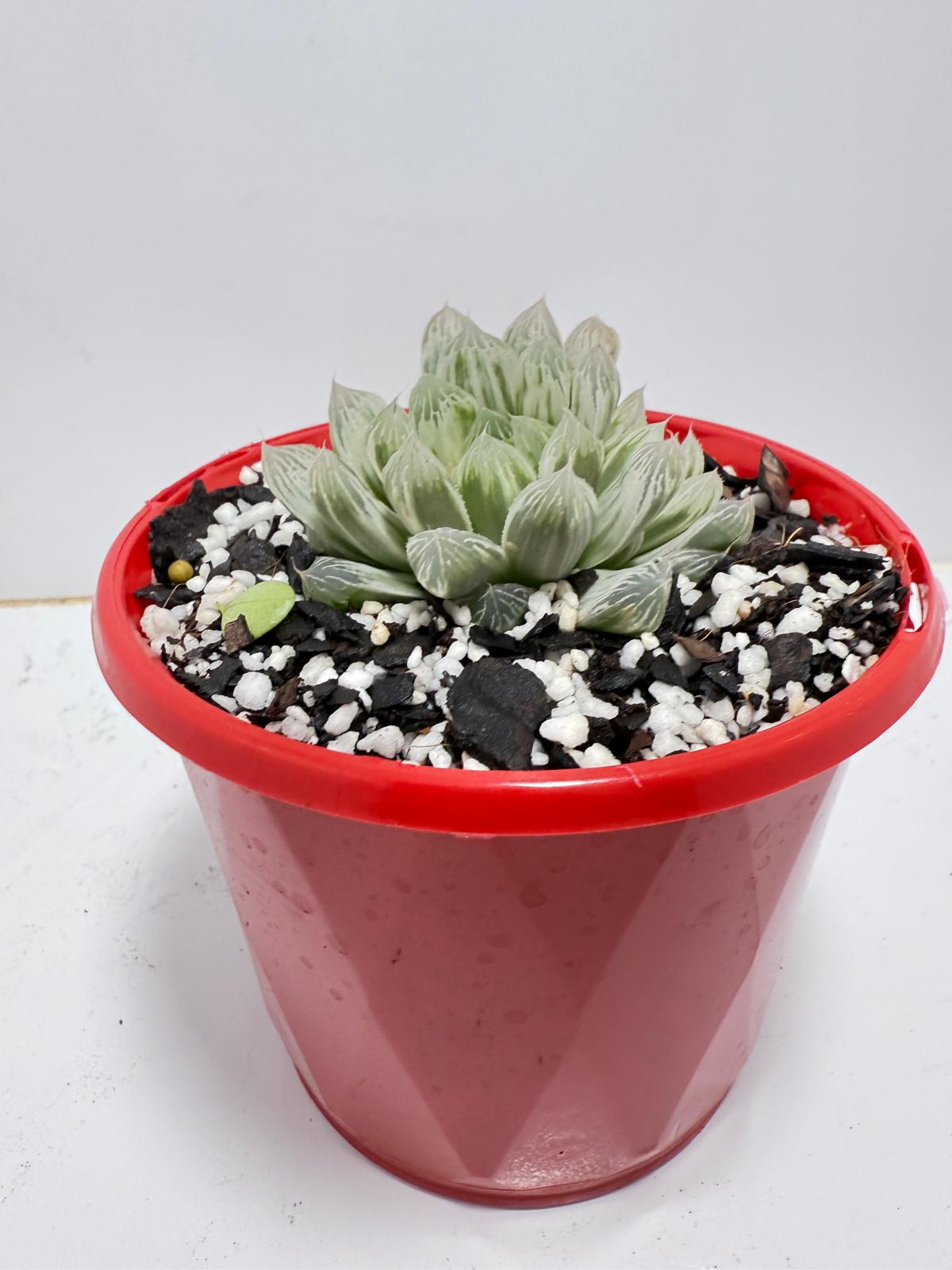 Haworthia Silver Swirls 130mm pot size