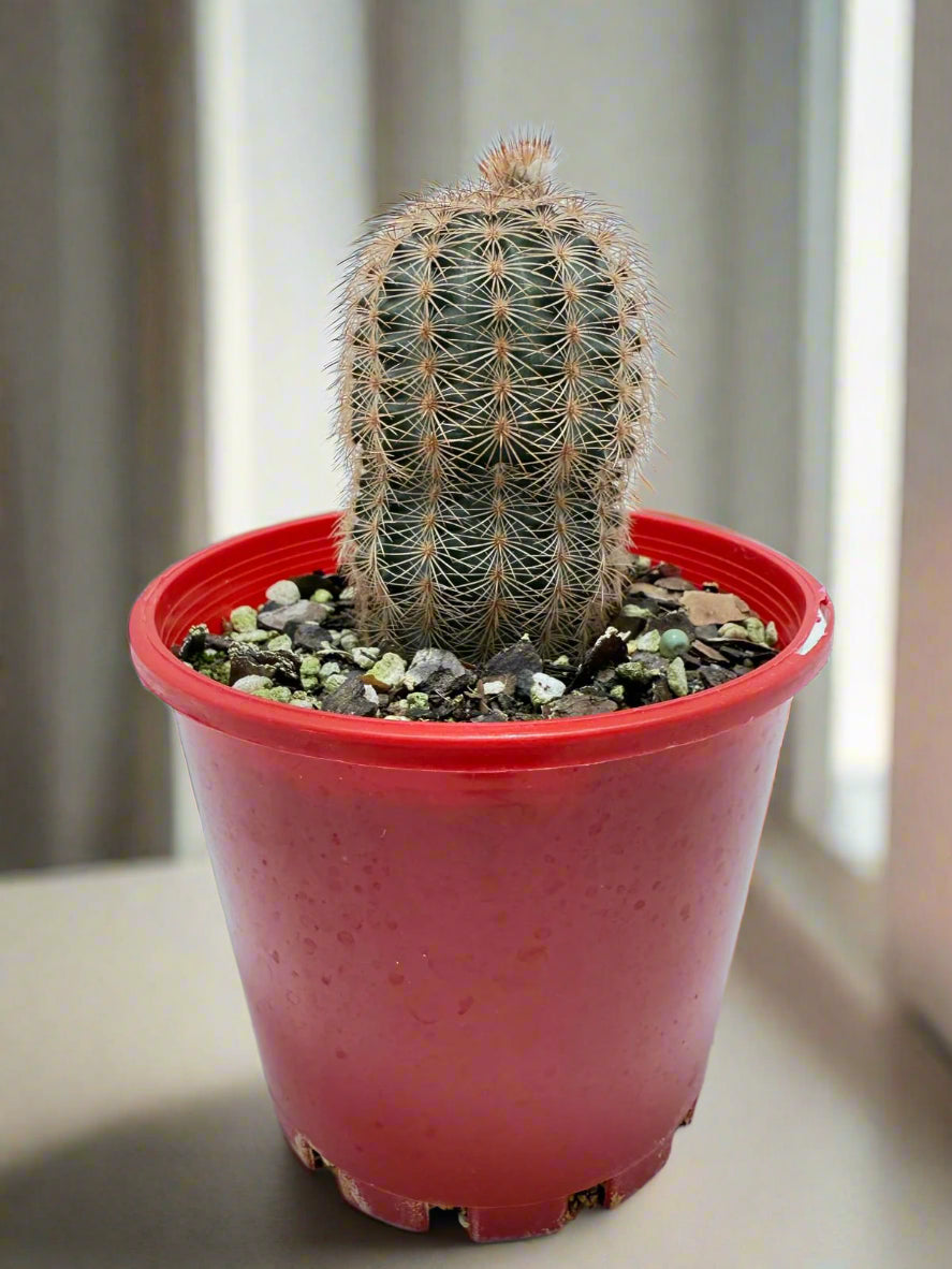 Cacti - Echinocereus Reichenbachii 100mm