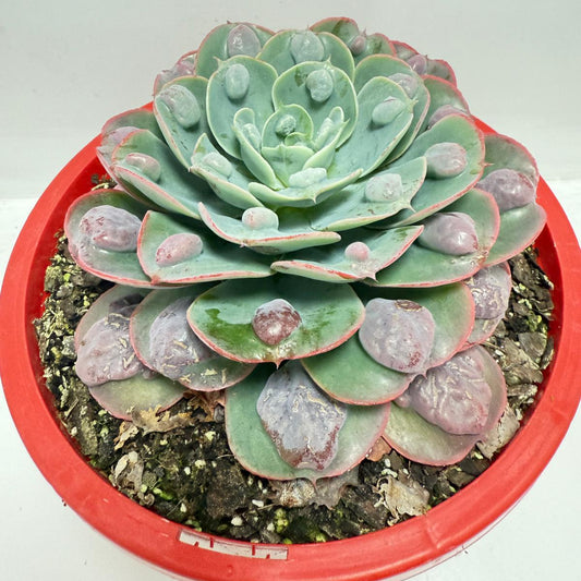 Echeveria ‘Raindrops’ #57