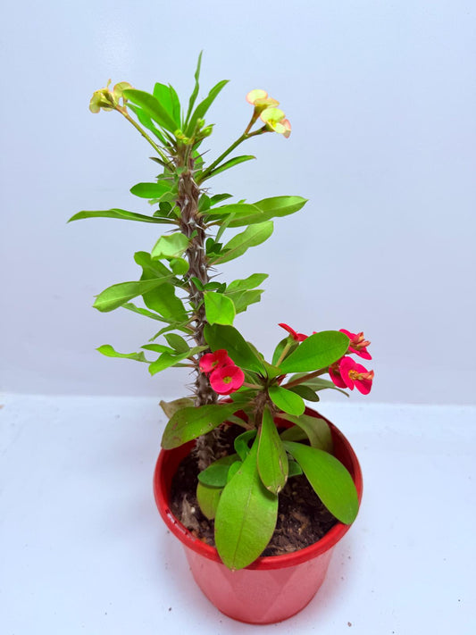 Euphorbia Milli #710 Two colours- two in one pot