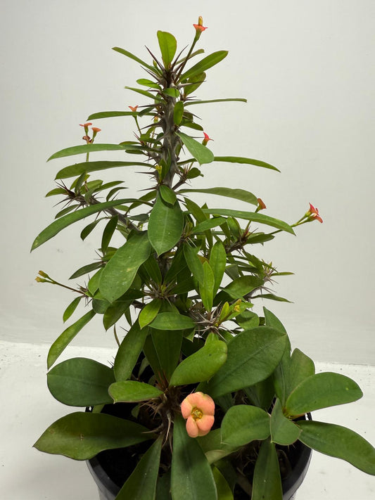 Euphorbia Milli #715, two colours in one pot