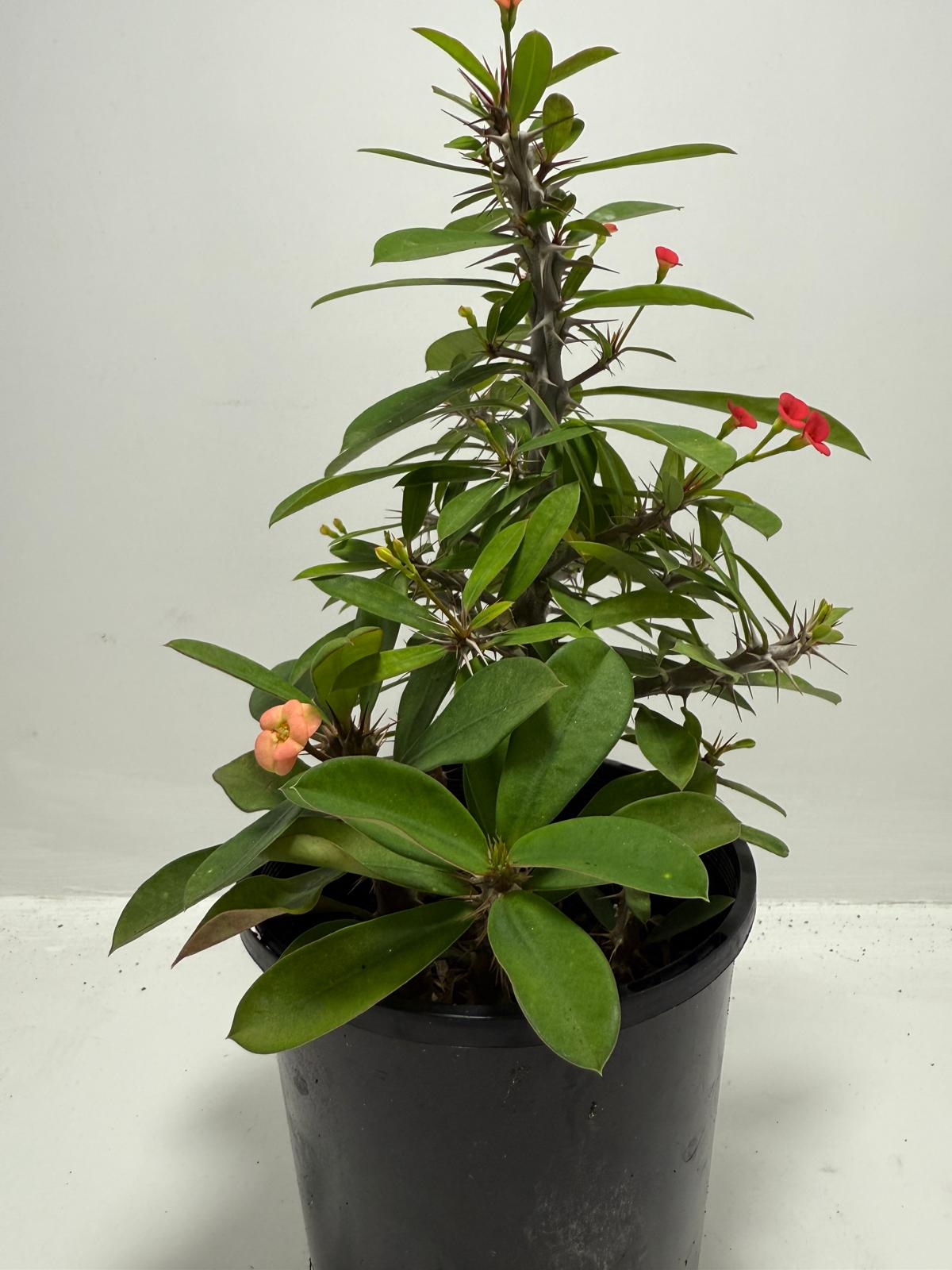 Euphorbia Milli #715, two colours in one pot