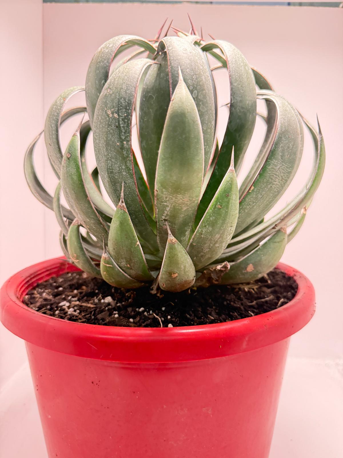 Advance Mangave Praying hands - 4 yrs old