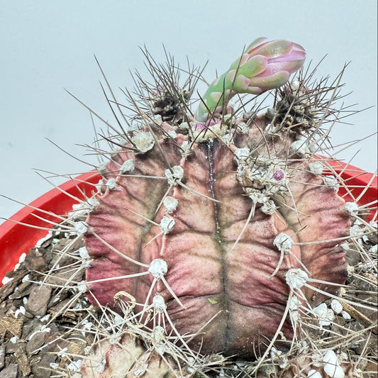 Cacti - Gymnocalycium Special #26