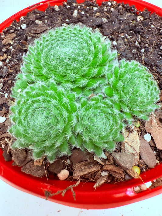 Sempervivum ciliosum – Hardy Rosette Succulent with Ornamental Appeal