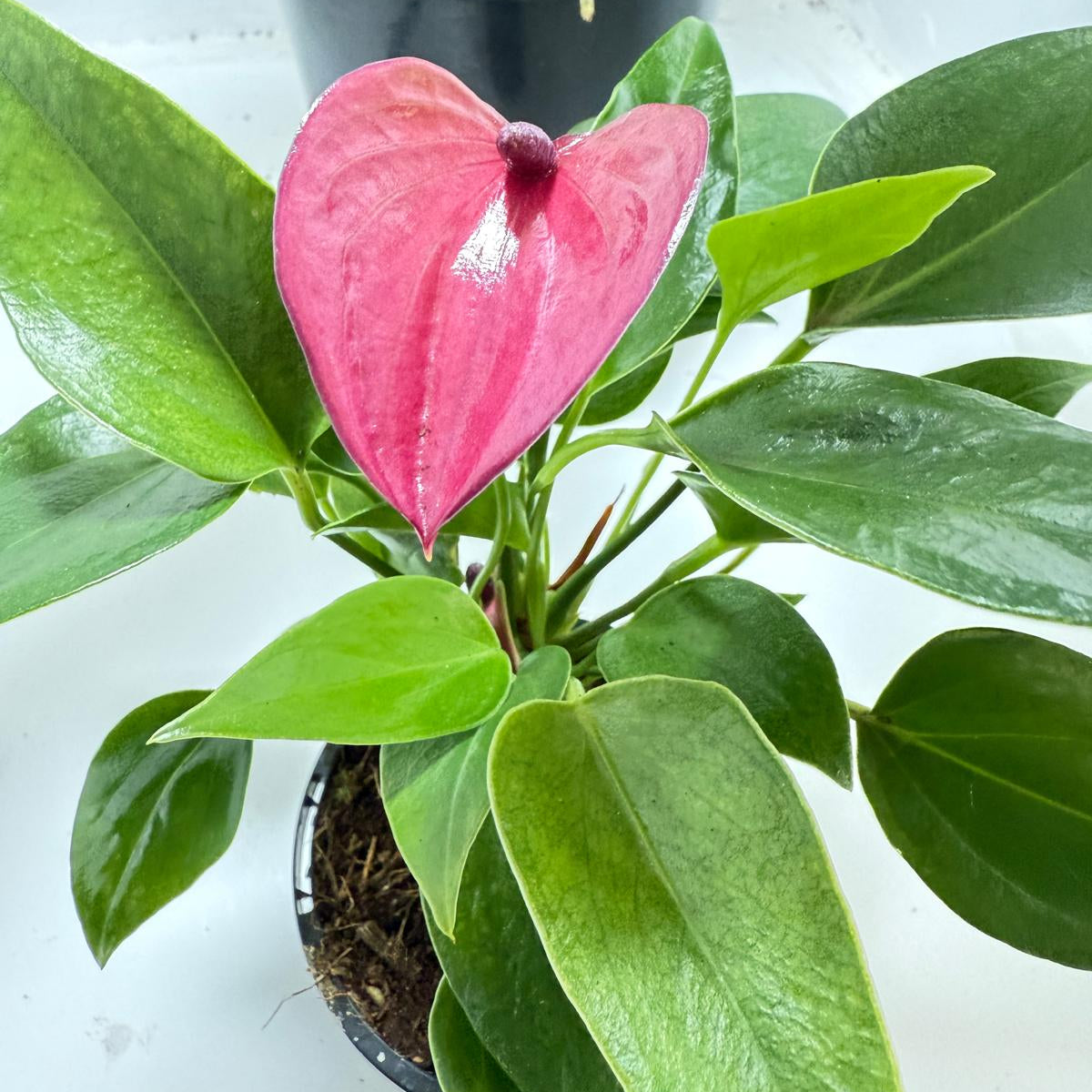 Anthurium Baby Purple - 100mm Potted Plant