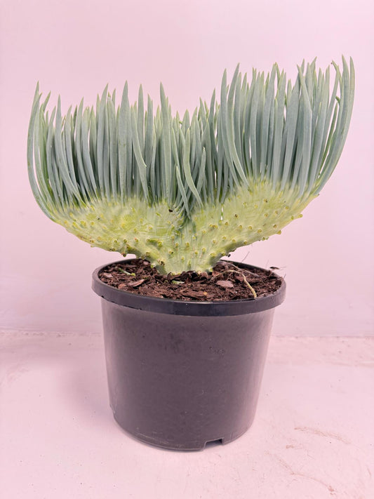 Mermaid Tail : Crested Senecio Talinoides - Narrow Leaf Chalk Stick #501