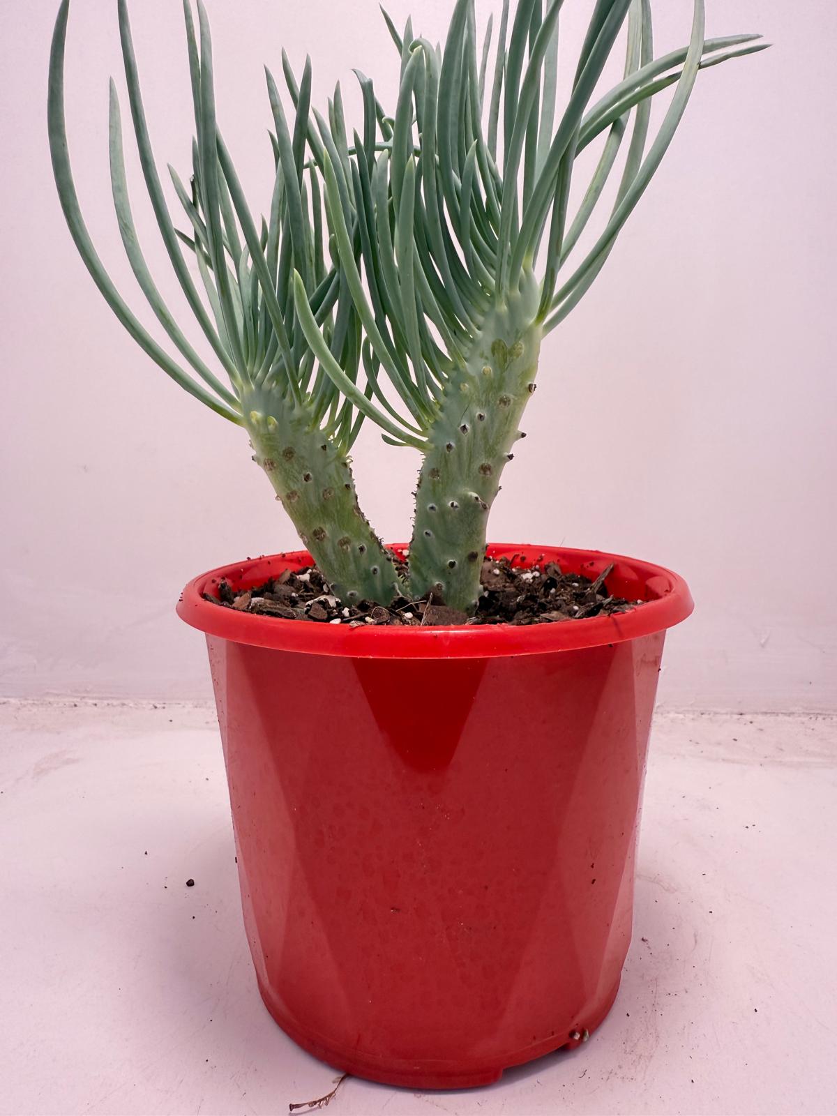 Mermaid Tail : Crested Senecio Talinoides - Narrow Leaf Chalk Stick #512